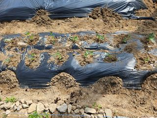 김영규님의 기타작물 · 영농일지 작성글 사진