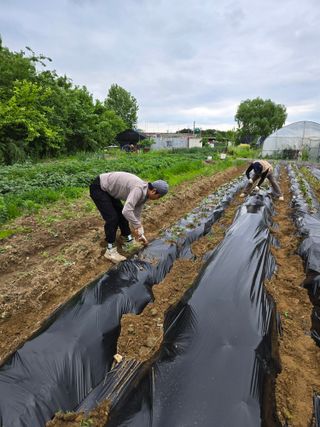 김유진님의 고구마 · 영농일지 작성글 사진