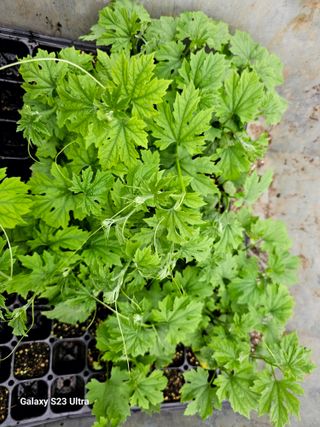 공주유구 구계박만호님의 기타작물 · 영농일지 작성글 사진