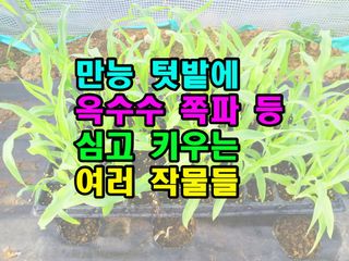 꿈꾸는텃밭님의 기타작물 · 영농일지 작성글 사진