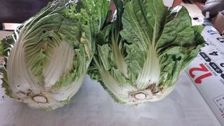 김지철님의 배추 · 영농일지 작성글 사진