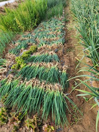 장안님의 파 · 영농일지 작성글 사진