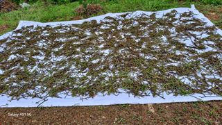 서인덕님의 기타작물 · 영농일지 작성글 사진