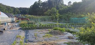 박상중님의 참깨 · 영농일지 작성글 사진