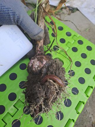 검은눈동자님의 마늘 · 영농일지 작성글 사진