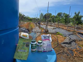 소병기 정직한농장님의 복숭아 · 영농일지 작성글 사진