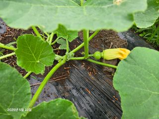 Captain김상곤님의 호박 · 영농일지 작성글 사진