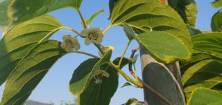 박상중님의 참깨 · 영농일지 작성글 사진