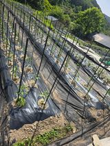 팜모닝 기타작물·영농일지 게시글 이미지