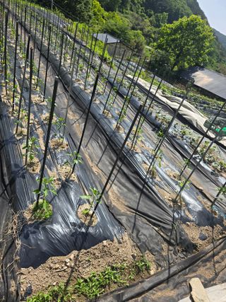 진전님의 기타작물 · 영농일지 작성글 사진