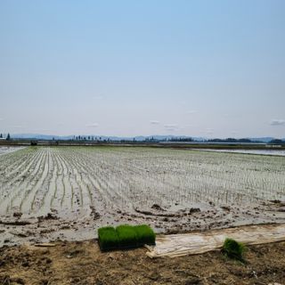 백현호님의 벼 · 영농일지 작성글 사진