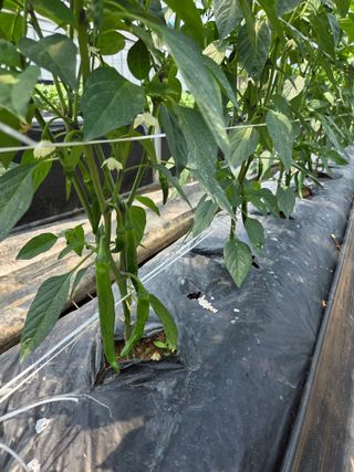 제주농부님의 고추 · 영농일지 작성글 사진