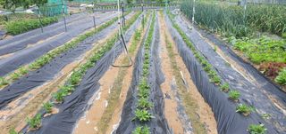 박상중님의 참깨 · 영농일지 작성글 사진