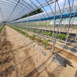 팜모닝 고추·영농일지 게시글 이미지