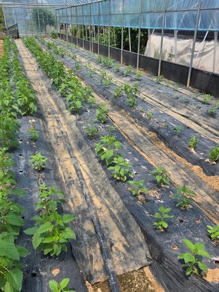 제주농부님의 고추 · 영농일지 작성글 사진