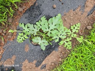 Captain김상곤님의 호박 · 영농일지 작성글 사진
