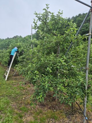 바람소리님의 기타작물 · 영농일지 작성글 사진