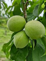 팜모닝 매실·영농일지 게시글 이미지