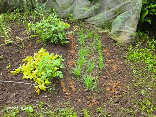 Captain김상곤님의 호박 · 영농일지 작성글 사진