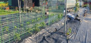 박상중님의 참깨 · 영농일지 작성글 사진