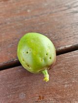 팜모닝 복숭아·영농일지 게시글 이미지