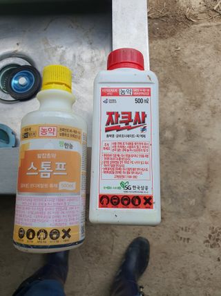 오경님의 고구마 · 영농일지 작성글 사진