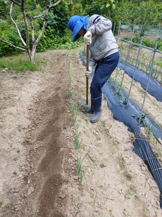 향양농장 사랑합니다님의 고추 · 영농일지 작성글 사진