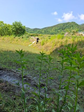 김광자님의 기타작물 · 영농일지 작성글 사진