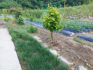 관음손가네님의 고추 · 영농일지 작성글 사진