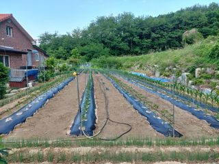 관음손가네님의 고추 · 영농일지 작성글 사진