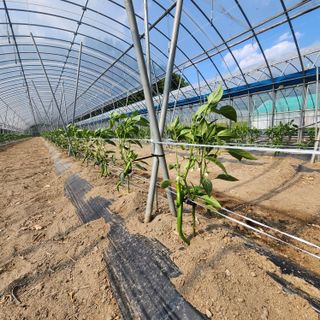 유원준님의 고추 · 영농일지 작성글 사진