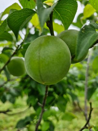 매실향기차향기님의 매실 · 영농일지 작성글 사진