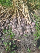 팜모닝 마늘·영농일지 게시글 이미지