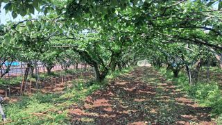 장원팜님의 배 · 영농일지 작성글 사진