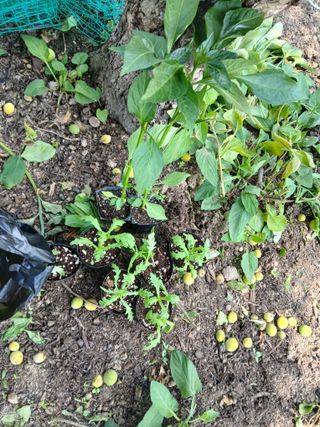 향양농장 사랑합니다님의 고추 · 영농일지 작성글 사진