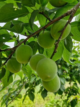 매실향기차향기님의 매실 · 영농일지 작성글 사진