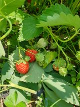 팜모닝 기타작물·영농일지 게시글 이미지