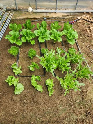 현모양처(양현모)님의 기타작물 · 영농일지 작성글 사진