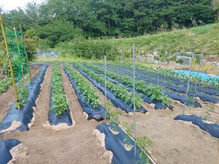 관음손가네님의 고추 · 영농일지 작성글 사진