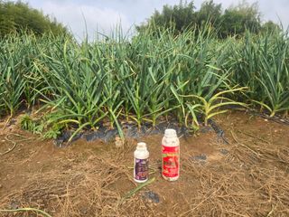 소병기 정직한농장님의 복숭아 · 영농일지 작성글 사진