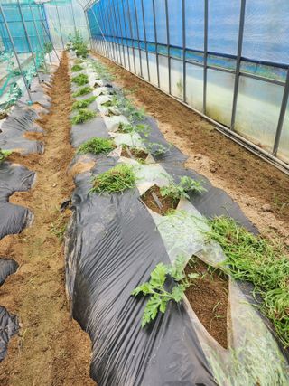 현모양처(양현모)님의 오이 · 영농일지 작성글 사진