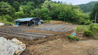 감자11850님의 들깨 · 영농일지 작성글 사진