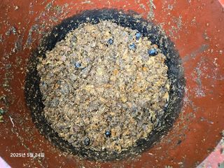 Captain김상곤님의 호박 · 영농일지 작성글 사진