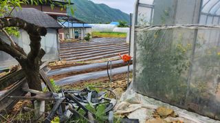 감자11850님의 들깨 · 영농일지 작성글 사진