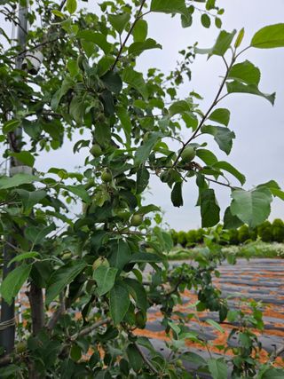 이상술님의 기타작물 · 영농일지 작성글 사진