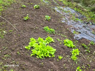 Captain김상곤님의 호박 · 영농일지 작성글 사진