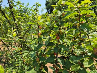 김영진님의 감 · 영농일지 작성글 사진