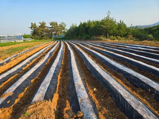 소병기 정직한농장님의 마늘 · 영농일지 작성글 사진