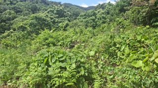 수기님의 기타작물 · 영농일지 작성글 사진