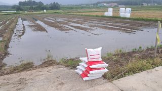 장원팜님의 벼 · 영농일지 작성글 사진